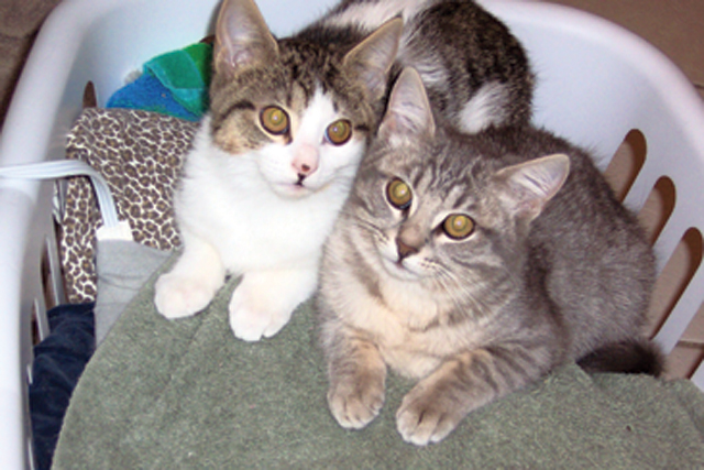 Pets of the Week (1/1)